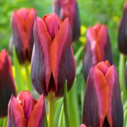 Tulp Slawa - Tulipa