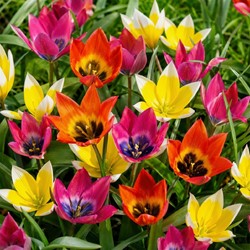 Tulipes Wild Wonders mix – Tulipa