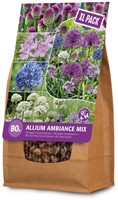 Allium Ambiance XXL- Ail d'ornament