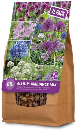 Allium Ambiance XXL- Ail d'ornament