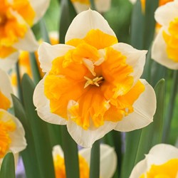 Narcisse Orangery - Narcissus