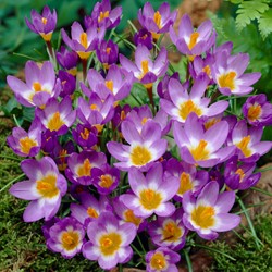 Krocus Tricolor - Crocus sieberi