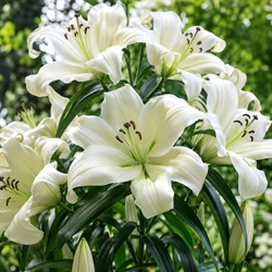 Boomlelie Pretty Woman - Lilium OT-hybride