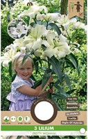 Boomlelie Pretty Woman - Lilium OT-hybride-2