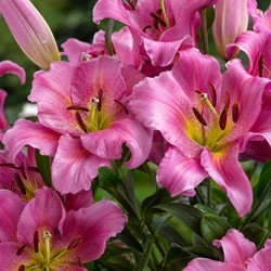 Boomlelie Purple Lady - Lilium OT hybrid