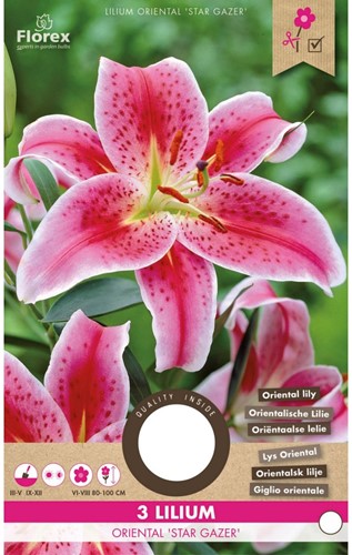 Lelie Star Gazer – Lilium orientale-2