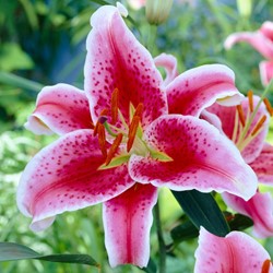 Lis orientals Star Gazer – Lilium orientale
