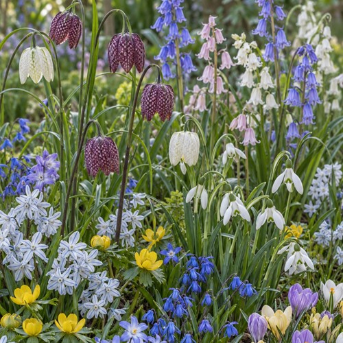 125 Bulbes à fleurs Mélangés - Bulb Garden Mix