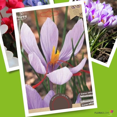 Crocus Sativus - Safran