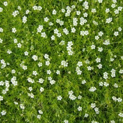 Sagina subulata - Sagine