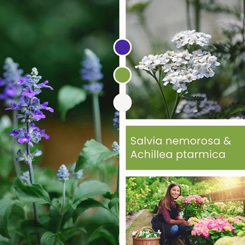 Mélange de plantes Salvia & Achillea