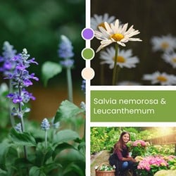 Mélange de plantes Salvia nemorosa & Leucanthemum