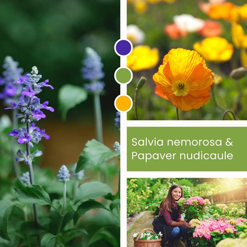 Mélange de plantes Salvia nemorosa & Papaver nudicaule
