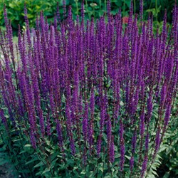 Sauge Caradonna - Salvia nemorosa