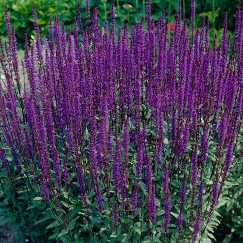Bossalie Caradonna - Salvia nemorosa (Sixpack)