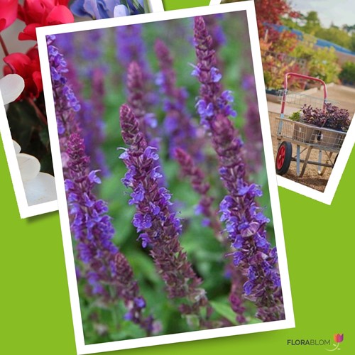 Sauge Ostfriesland - Salvia Nemorosa (Pack de Six)-3