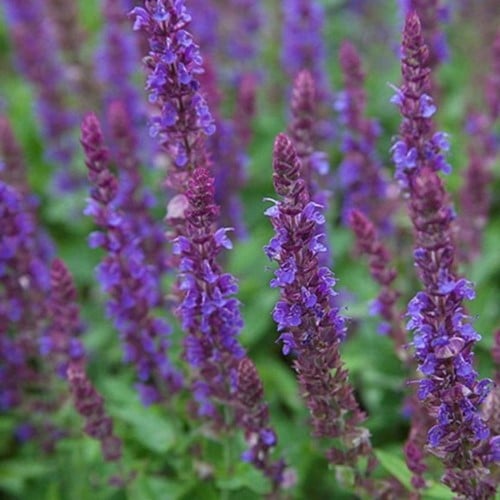Sauge Ostfriesland - Salvia Nemorosa