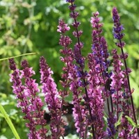 Sauge Rose Queen - Salvia (Pack de Six)