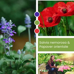 Mélange de plantes Salvia nemorosa & Papaver orientale