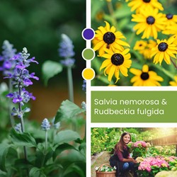 Mélange de plantes Salvia nemorosa & Rudbeckia fulgida