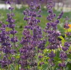 Salvia verticillata Purple Rain – Sauge verticillée