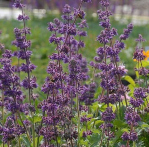 Salvia verticillata Purple Rain – Sauge verticillée