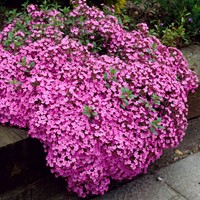 Saponaire Faux-Basil / de Monpellier Rose-Pink - Ocymoïdes