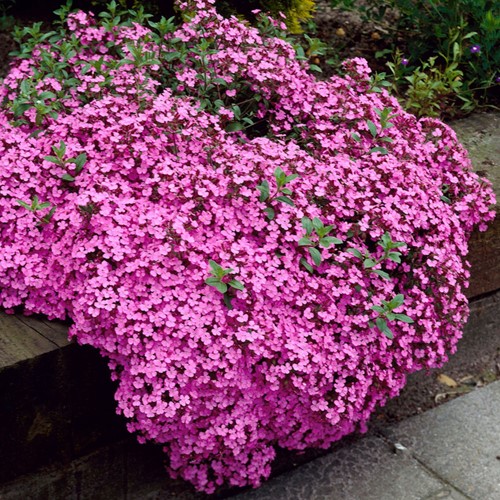 Saponaire Faux-Basil / de Monpellier Rose-Pink - Ocymoïdes