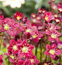 Saxifraga Arendsii Purpurteppich - Saxifrage Mousse