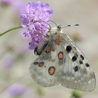 Scabiosa caucasica Perfecta - Scabieuse (Pack de Six)-2