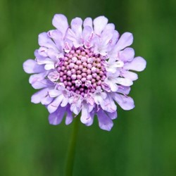 Scabiosa caucasica Perfecta - Scabieuse (Pack de Trois)