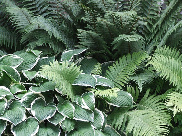 Construire un jardin d'ombre