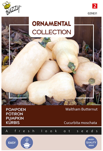 Potiron-Courge Waltham Butternut - Ornamental Collection