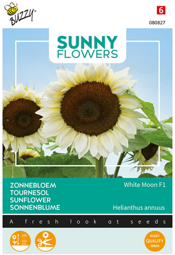 Tournesol White Moon F1 - Sunny Flowers