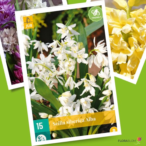 Scilles Siberica Alba - Scille de Sibérie Blanc