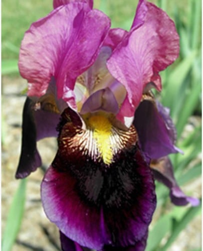 Iris d'Allemagne Sen Lac - Iris Germanica (Pack de Trois)