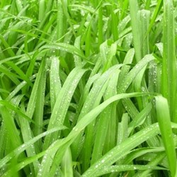 Laîche Japonaise « Irish Green » - Carex foliosissima