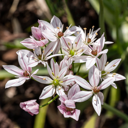 Ail d’ornement Cameleon - Allium