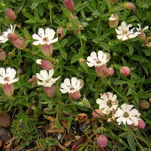 La Silène maritime - Silene maritima