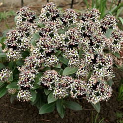 Skimmia japonica Godrie's Dwarf
