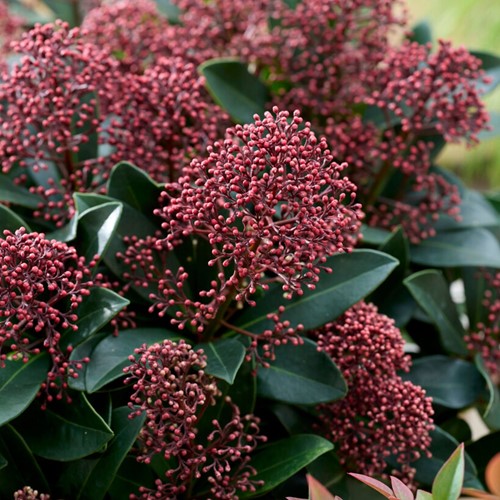 Skimmia japonica
