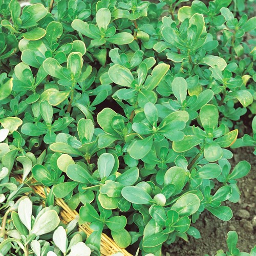Pourpier vert EKO - Portulaca