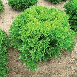 IJsbergsla Skilton (eazyleaf) - Lactuca sativa