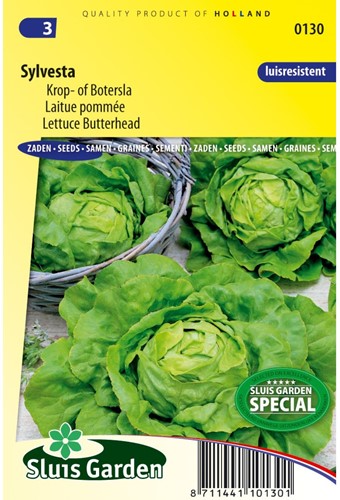 Sla Sylvesta - Lactuca sativa-2