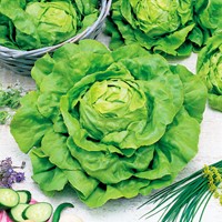 Sla Sylvesta - Lactuca sativa