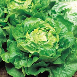 Sla Appia - Lactuca sativa