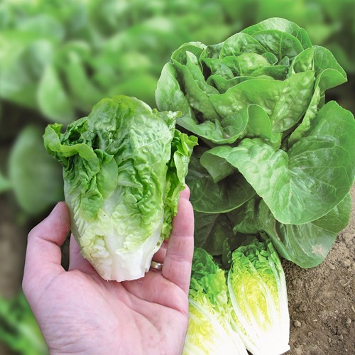 Sla Little Gem Pinilla - Lactuca sativa