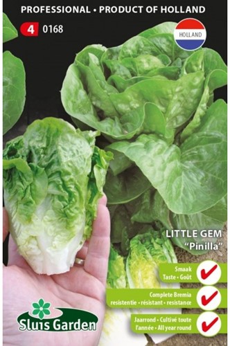 Sla Little Gem Pinilla - Lactuca sativa-2