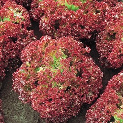 Krop of Krulsla Lollo Rossa EKO - Lactuca sativa