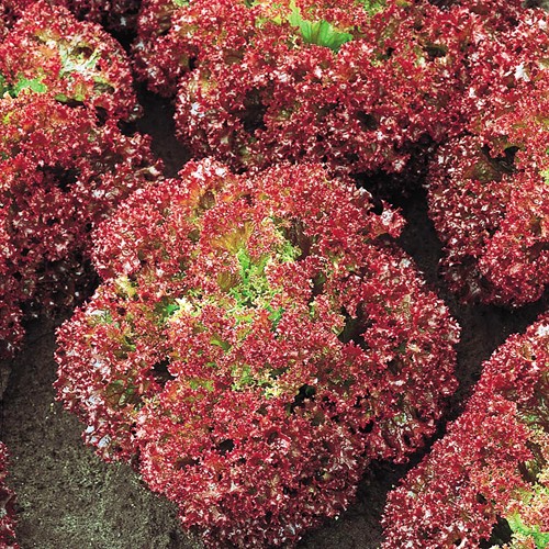 Laitue pommée frisée Lollo Rossa EKO